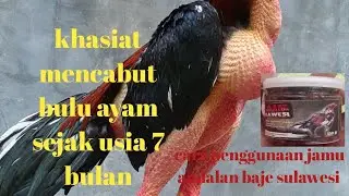 khasiat mencabut bulu ayam saat usia 7 bulan