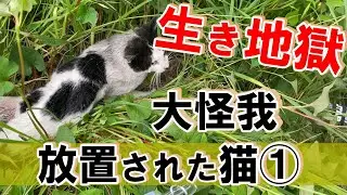 【生き地獄】大怪我を放置され続けた猫①：６９７