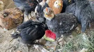 Chickens eat watermelon in summer...