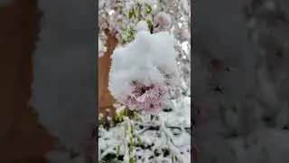 Snow day 04.11.2022