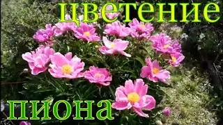ЦВЕТЕНИЕ ПИОНА