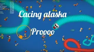 Cacing alaska.. Pro