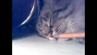 Крепкий кошачий сон / Strong cat sleep