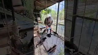 наш  котодом#shorts