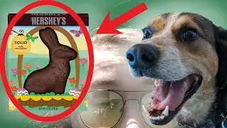 FEED YOUR DOGS CHOCOLATE