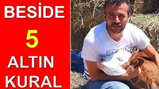 BESİCİLİK DE 5 ALTIN KURAL