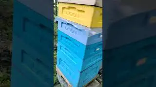 Супер спокойные пчёлы V300 Бакфаст #бакфаст #пчёлы #пчеловодство