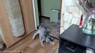Что может быть лучше котика? Конечно же, два котика!