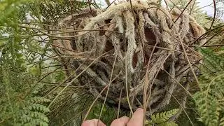 Обзор Папоротник Даваллия с паучьими лапками, заячьи лапки. Davallia