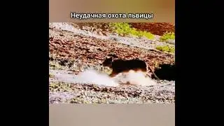 Неудачная охота львицы