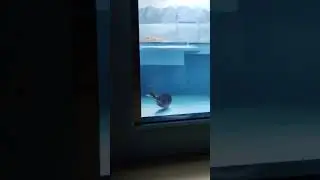 Москвариум 🐬