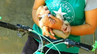 Amazing Baby Monkey Screaming Super Loudly Cos Angry Mum, Baby Monkey Need Mummy Bring Outside