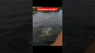 Какой вес рыбы?  
