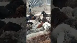 Mol bozor Navoiy. Karmana. 06.01.2.24