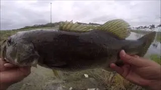 The definition of pond hopping
