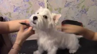Первый тримминг нашего Вестика Бадди West Highland White Terrier