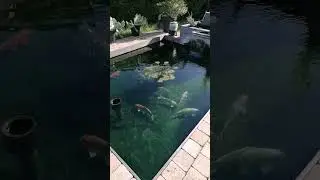 un petit moment de détente au bord du bassin à carpe koï 🙏
