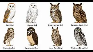 Every Owl Type Explained