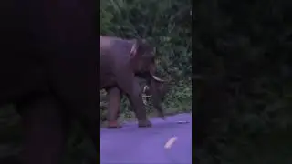 ภูผา อยู่ไหน #เขาใหญ่ #forestelephant #animalnews #animals #elephanthabitat #wildlife