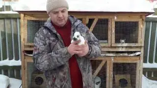 маленький строкач, самка шиншила-самец строкач (митис... папа норка-мама бобёр)))