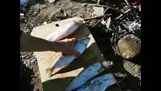 Бешеный клёв. Дикая кухня, прожарка сига. Поймать рыбу из реки, что может быть душевнее?