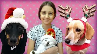 Подарки для питомцев - Распаковка посылки