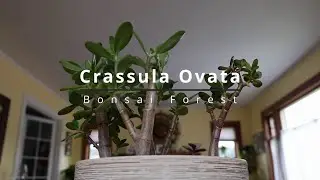 Crassula Ovata Jade Bonsai Forest