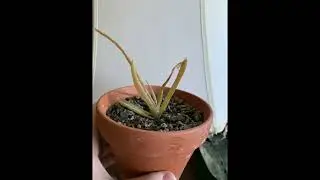 Overwatered Aloe Plant - How do I know If its Watery(Problem Fixed)