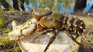Catching Monster Crayfish while Crayfishing In The Flooded River