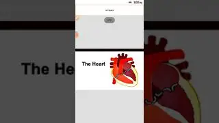 The Heart (Part:-1)