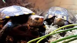 - ATC - Turtles and Tortoises
