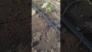 полив в теплице