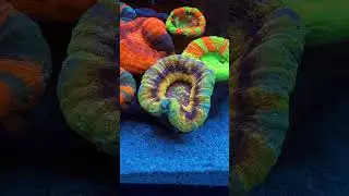 UFO Master Scolymia #aquarium #reef #coral #scoly #fishtank #marine #reeftank