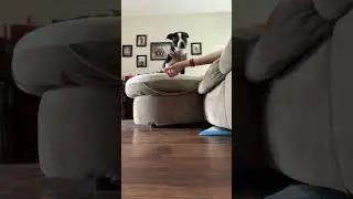 Doing the Falling Asleep With Cheese Prank on my Dogs (gone kinda wrong)