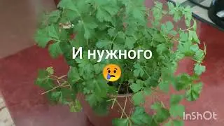 Новая Санса!!! Вспомним лето 23 года.