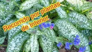 Recorrido por plantas de Interior/con flores