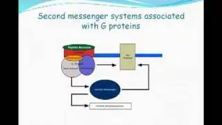 Vasopressin: a regulator of thiazide sensitive NaCl cotransporter