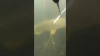 Полное видео смотрите по ссылке #дагестан #подводнаяохота #рыбалка #сазан #белыйамур #потеря