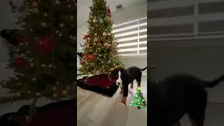 Puppy vs Christmas tree 🎄