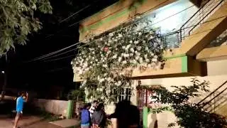 Hundreds of Brahma Kamal Mysore Karnataka india