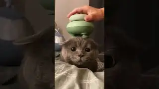 #cat #kittykawaii #animal #cute #kitty #cuteanimals #pets #kittty #cutepet