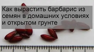 Как вырастить барбарис из семян в домашних условиях и открытом грунте