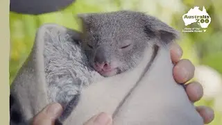 A koala joey in need of some extra TLC | Australia Zoo Life
