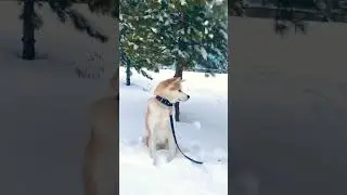 Акита ину на улице часть 6  🦁 #акита-ину, #акита, #акитаину, #akitainu, Akita Inu