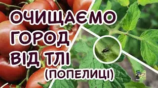 Чорна попелиця (тля) на томатах. Рятуйте врожай тільки так! | Агро-Рокся