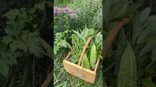 Today in my garden #growyourownfood #organicgardening #bittermelon #waterspinach