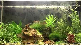 Мой аквариум.Кристально-чистая вода в аквариуме - часть его красоты,