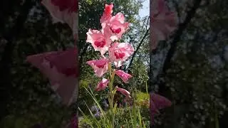 Мой цветущий #сад в середине августа #shorts