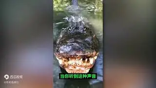 [Auto Youtube #43] Amazing