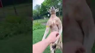 Have You Ever Seen An “Excited" Kangaroo? 🤮 @TheUrbanRescueRanch